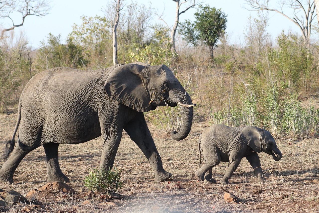 上海動物園回應“父母喂10月齡嬰兒喝奶瓶被趕”：處理不當，深表歉意