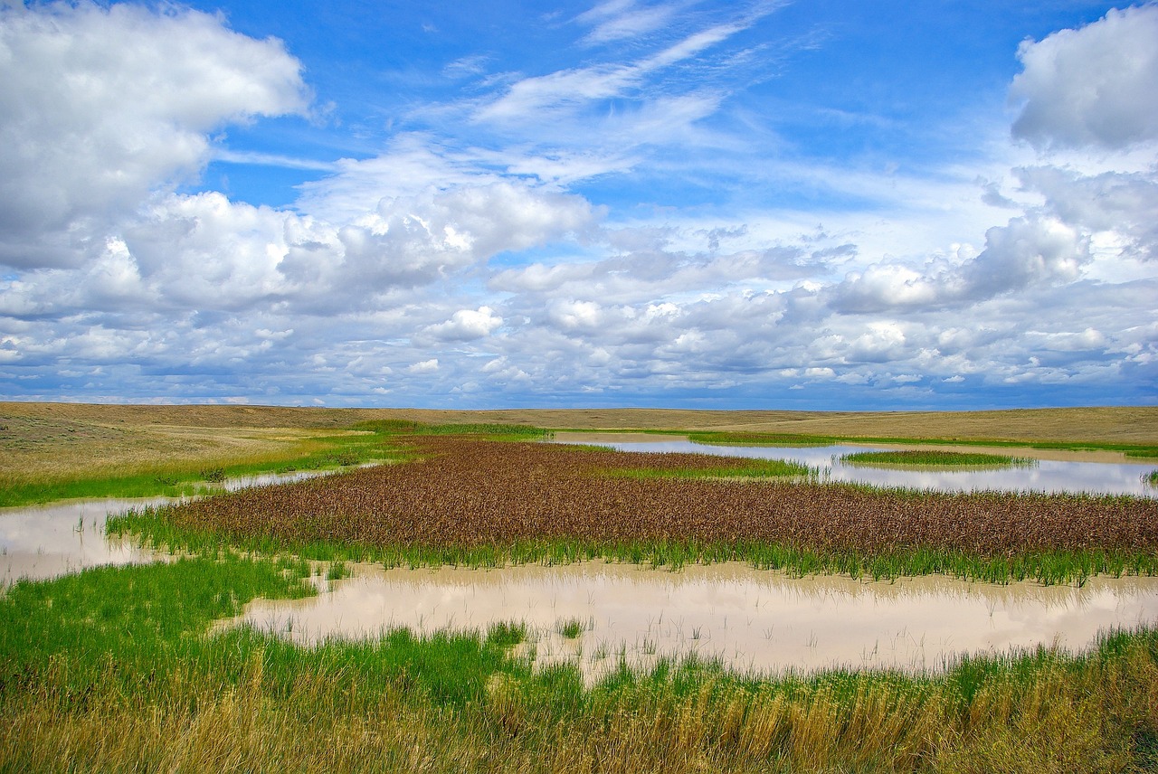 江西瀲江國家濕地公園首現(xiàn)小靈貓種群